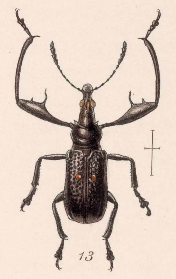 Imagem de Attelabus cruralis Sharp 1889