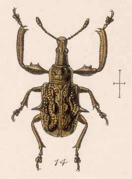 Imagem de Attelabus inaequalis Sharp 1889