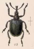 Image of Rhynchites mexicanus Gyllenhal 1833