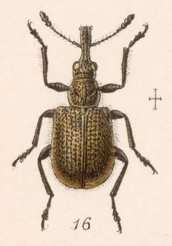 Image of Rhynchites zunilensis Sharp 1889