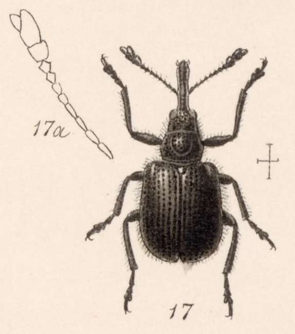 Image of Rhynchites abnormalis Sharp 1889