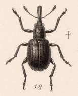 Image of Rhynchites pusillus Sturm 1826