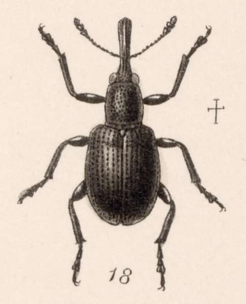 Image of Rhynchites pusillus Sturm 1826