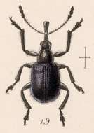 Image of Rhynchites centralis Sharp 1889