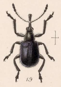 Image of Rhynchites centralis Sharp 1889