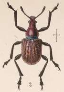 Image of Attelabus splendens Gyllenhal 1839