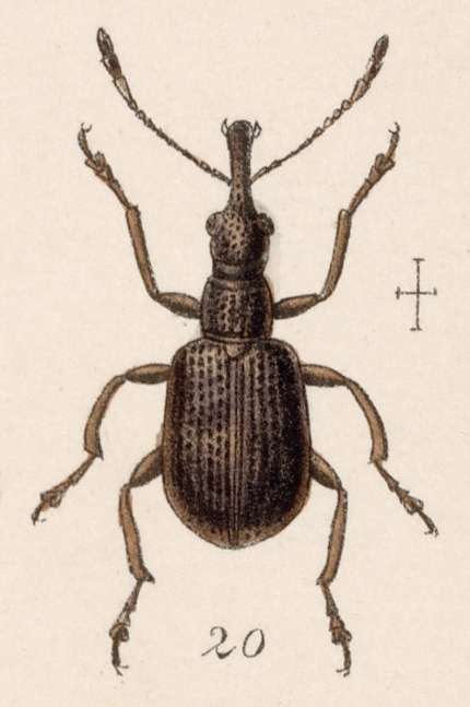 Image of Rhynchites addendus Sharp 1889