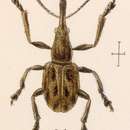 Image of Rhynchitobius longicollis Sharp 1889