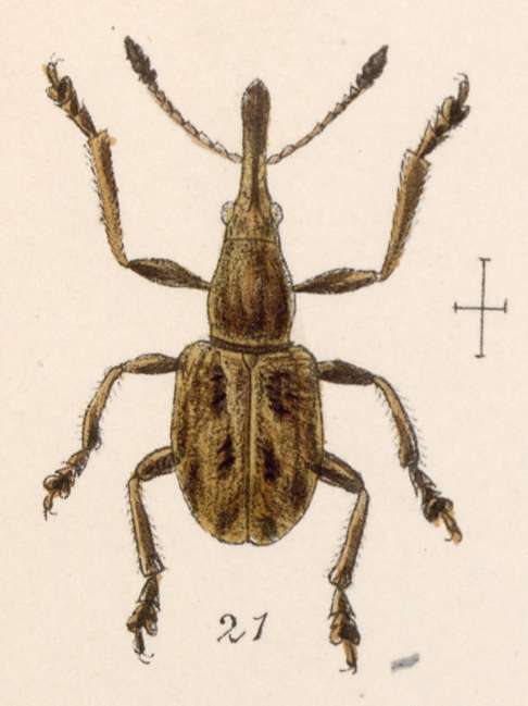 Image of Rhynchitobius