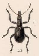 Image of Hemilypus obliteratus Sharp 1889