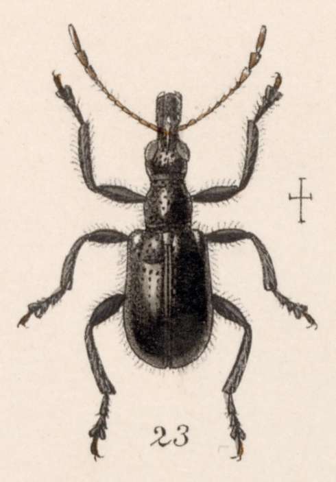 Image of Hemilypus obliteratus Sharp 1889