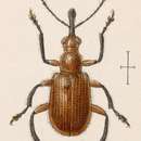 Image of Eugnamptus validus Sharp 1889