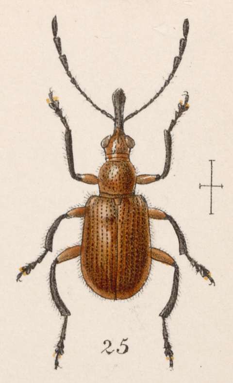 Image of Eugnamptus validus Sharp 1889