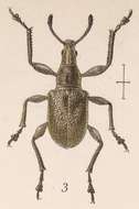 Image of Attelabus klugi Gyll. In Schonherr 1839