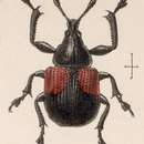 Imagem de Attelabus axillaris Gyllenhal 1839