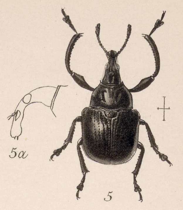 Imagem de Attelabus laesicollis Gyllenhal 1839