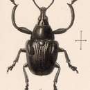 Image of Attelabus callosus Sharp 1889