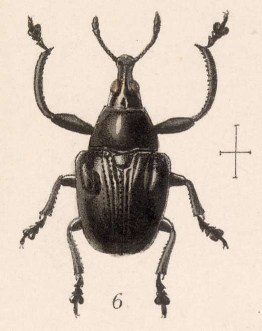 Imagem de Attelabus callosus Sharp 1889