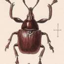 Image of Attelabus conicollis Sharp 1889