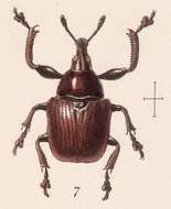 Imagem de Attelabus conicollis Sharp 1889