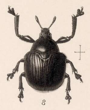 Image of Attelabus ater Fleischer 1887