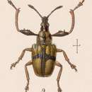 Image of Attelabus auratus Sharp 1889