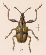 Imagem de Attelabus auratus Sharp 1889