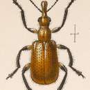 Image of Eugnamptus divisus Sharp 1889