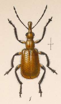 Image of Eugnamptus divisus Sharp 1889