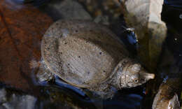 Image of Northern Chinese softshell turtle