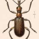 Image of Eugnamptus brevicollis Sharp 1889