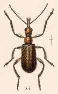 Image of Eugnamptus brevicollis Sharp 1889