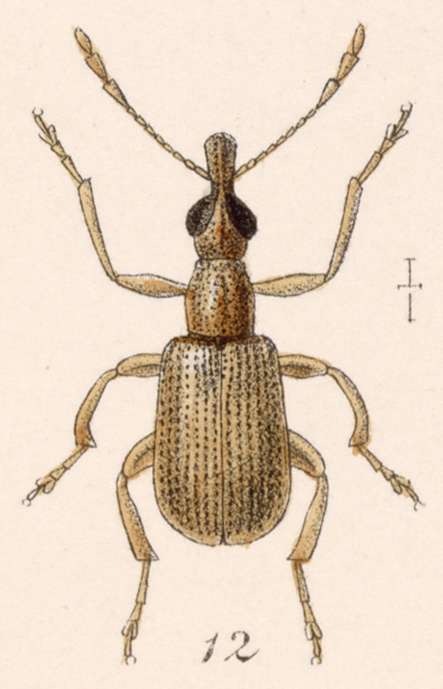 Image of Eugnamptus salvini Sharp 1889