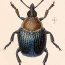 Image of Pterocolus auricollis Sharp 1890