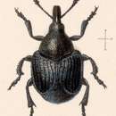 Imagem de Apterocolus gravidus Sharp 1890