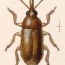 Image of Allocorynus mollis Sharp 1890