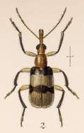 Image of Eugnamptus diabroticus Sharp 1889
