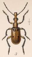 Image of Eugnamptus maculatus Sharp 1889