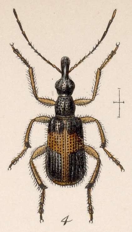 Image of Eugnamptus godmani Sharp 1890