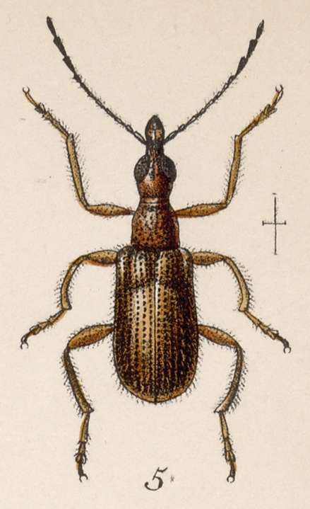 Image of Eugnamptus cinctus Sharp 1889