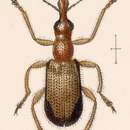 Image of Eugnamptus cinctus Sharp 1889