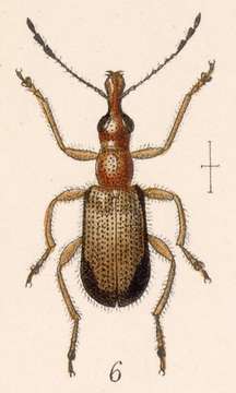 Image of Eugnamptus cinctus Sharp 1889