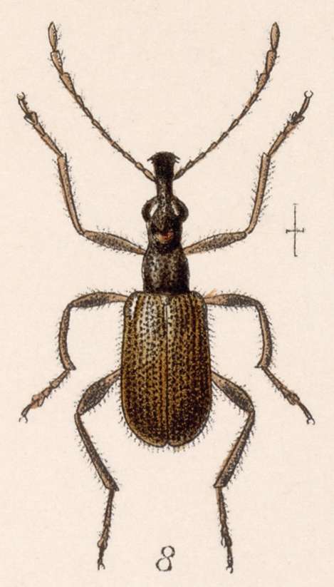 Image of Eugnamptus obscurus Sharp 1889