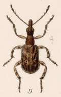 Image of Eugnamptus varius Sharp 1889