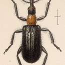 Image of Eugnamptus cornutus Sharp 1889