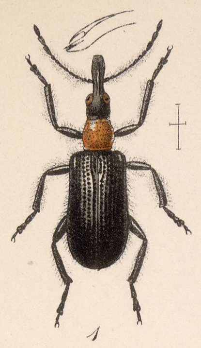 Image of Eugnamptus cornutus Sharp 1889
