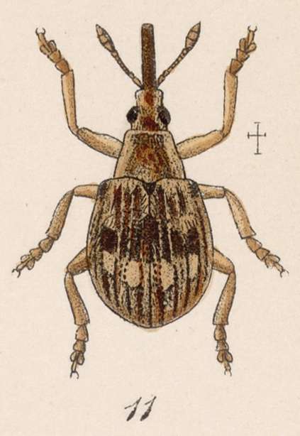 Image of <i>Apion picturatum</i>