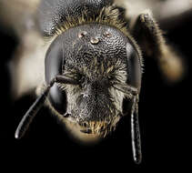 Image of Bee