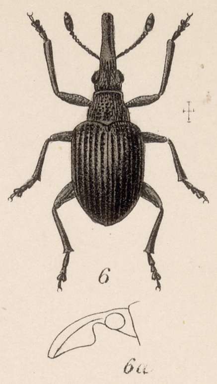 Image of <i>Apion laminatum</i>