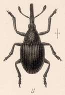 Image of <i>Apion seriatum</i>